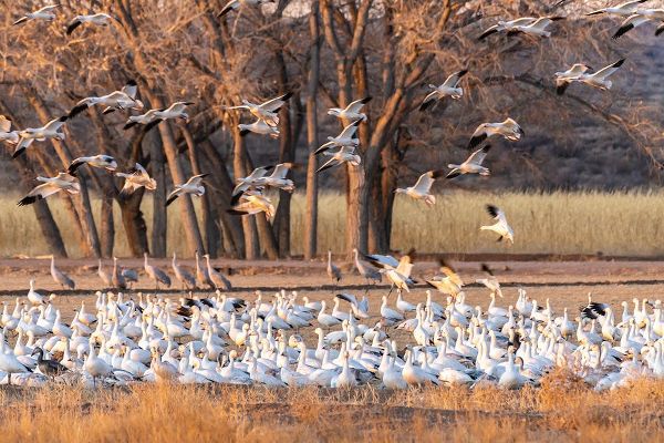 Jaynes Gallery 아티스트의 USA-New Mexico-Bosque del Apache National Wildlife Refuge-Snow geese feeding at sunrise작품입니다.